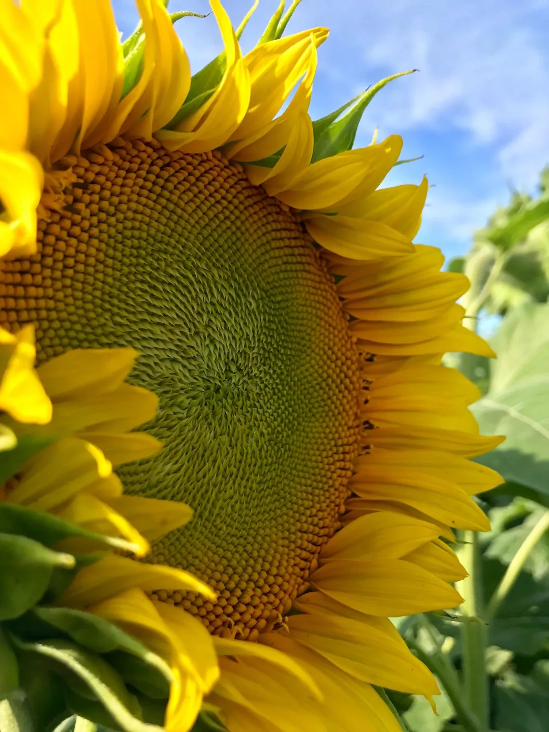 Sunflower.webp